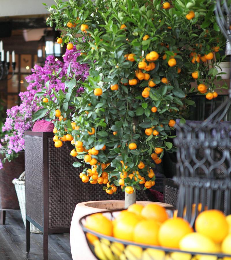 Orangeriet_Stylt_Restaurang